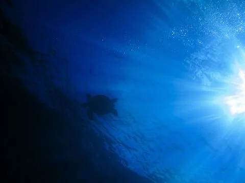 Sea turtle in the sun Foto stock