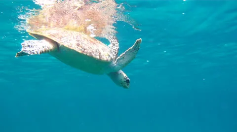 Sea Turtle on Surface 1 Stock Footage 26140916