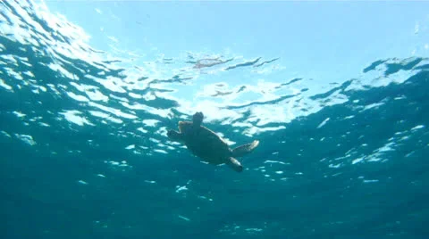 Sea Turtle on Surface From Below 1 Stock-Footage 26141416