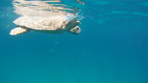 Sea Turtle on Surface Video stock 26141675