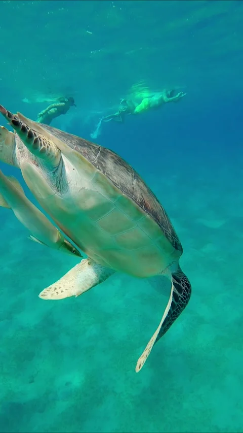 Sea Turtle on surface of water swims away from annoying tourists Stock Footage 257324366