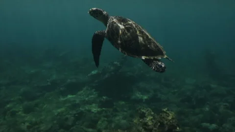 A sea turtle surfaces for a quick breath. Stock Footage 147944701