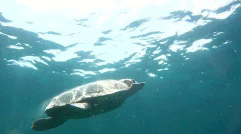 Sea Turtle Surfacing 1 Stock Footage 26141167
