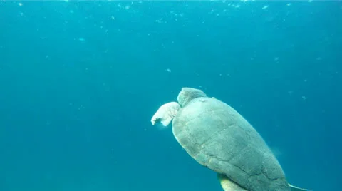 Sea Turtle Surfacing 2 Stock Footage 26142508