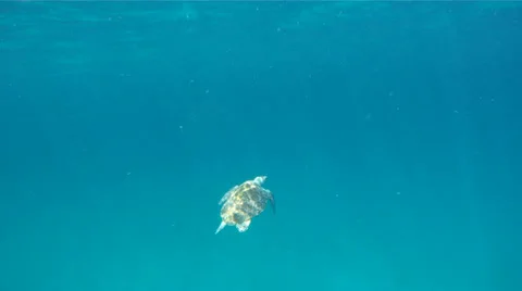 Sea Turtle Surfacing 3 Stock Footage 26142387