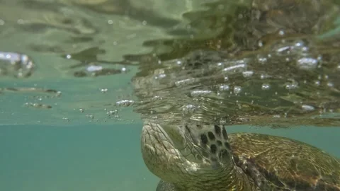 Sea turtle surfacing to breathe in slow motion near Dalawella Beach, Sri Lanka Stock Footage 256297968