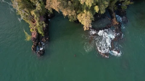 Sea turtle surfacing in a cove in Hilo Hawaii - Aerial footage during Stock Footage 245784150