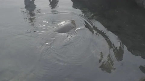 Sea turtle surfacing in shallow Hawaii bay Video stock 201557718