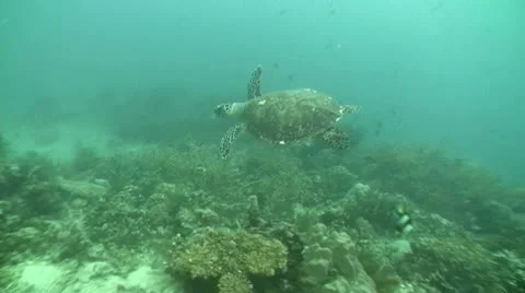 Sea Turtle Swim Around Stock Footage 10763170