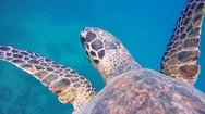 Sea Turtle Swim Near Coral Reef - Red Sea, Top View Stock Footage