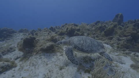 Sea Turtle swiming towards the surface Stock Footage 308482207