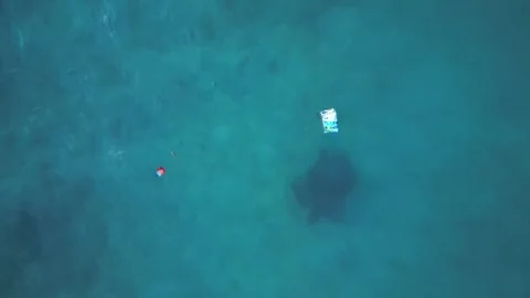 Sea turtle swimm plastic contaminated ocean pollution. Smooth aerial view drone Stock Footage 344583887