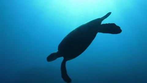 Sea turtle swimming backlight 스톡 동영상 131379594