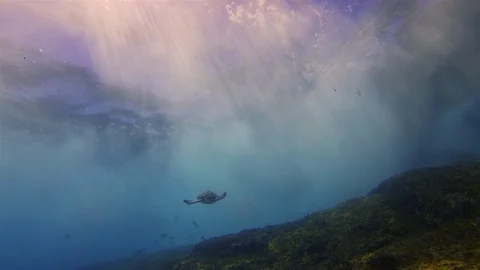 Sea Turtle Swimming. Beautiful Dramatic Sun Rays.Waves &amp; Blue Sunlit Sea Surface Stock Footage 119571285