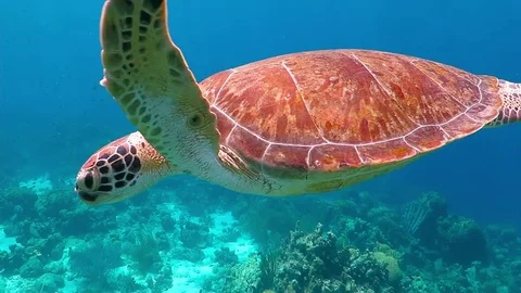 Sea turtle swimming in the blue ocean. Underwater scuba diving and snorkeling. Stock Footage