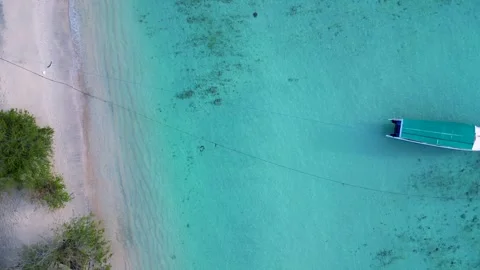 Sea turtle swimming clear blue water by sandy beach. Magic aerial view drone Stock Footage 344607278