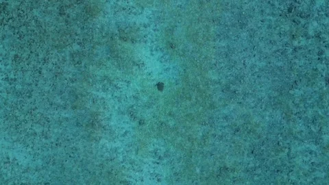 Sea turtle swimming clear blue water by sandy beach. Nice aerial view drone Stock Footage 344610437