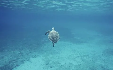 Sea turtle swimming in clear blue ocean water Stock Photos