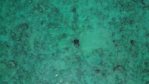 Sea turtle swimming in clear shallow turquoise water. Nice aerial view drone Stock Footage 345251413