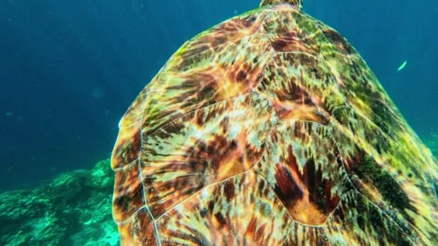 Sea turtle swimming close to camera in Moalboal Cebu Philippines reef Stock Footage 332750326