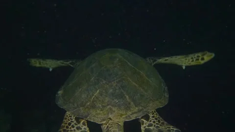 Sea Turtle Swimming in Dark Open Water above Reef Structures in Underwater Ocean Stock Footage 311936260