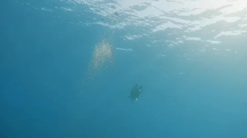 Sea turtle swimming in the deep blue ocean of Marsa Alam with scuba diving Stock Footage 336659869