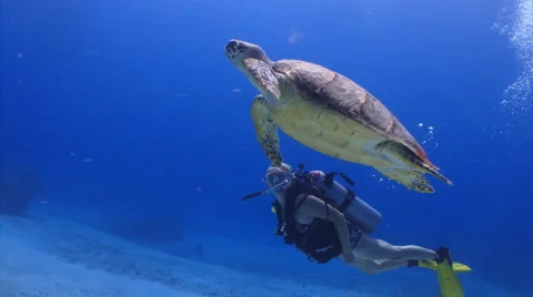 Sea turtle swimming with diver Stock Footage