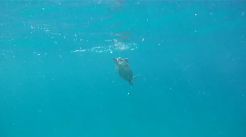 Sea Turtle Swimming Down 1 Stock Footage 26142248