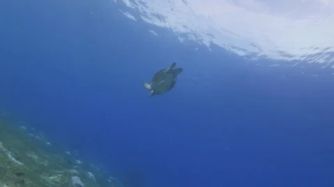 Sea turtle swimming down from the surface Stockbeeldmateriaal 83255953
