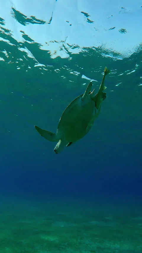 Sea turtle swimming down from surface of water to seabed, Slow motion Stock Footage 331806988