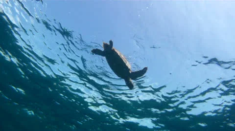 Sea Turtle Swimming Dwon From Surface Stock Footage 26142325