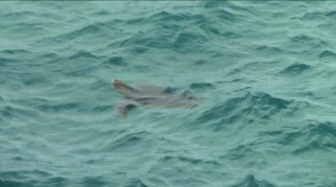 Sea Turtle swimming Stock-Footage 294408