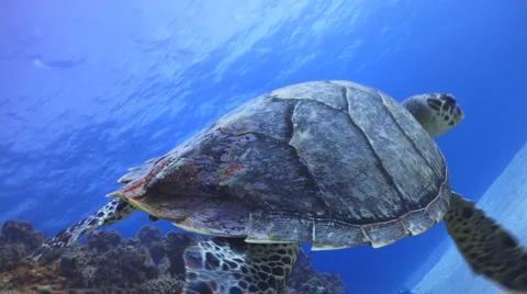 Sea turtle swimming Vídeo Stock 1066602