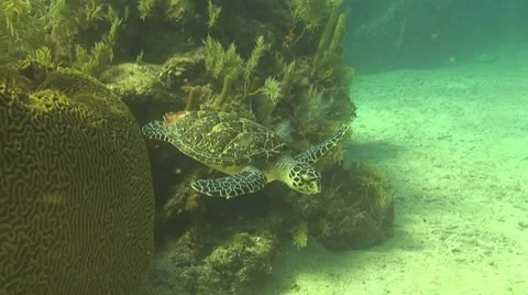 Sea turtle swimming by Stock Footage 8624223