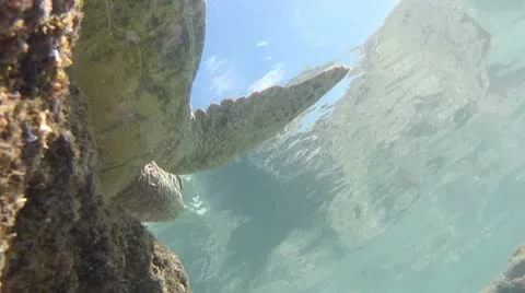 Sea Turtle Swimming Stock Footage 10785726