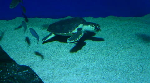 Sea Turtle swimming Stock Footage 39587446