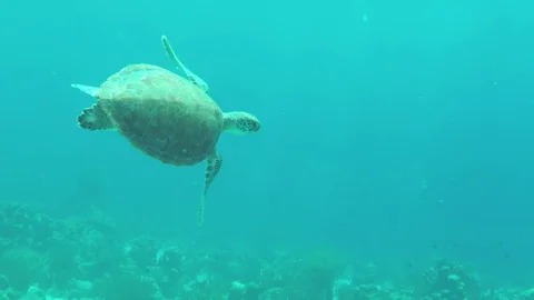 Sea turtle swimming Video stock 80222290