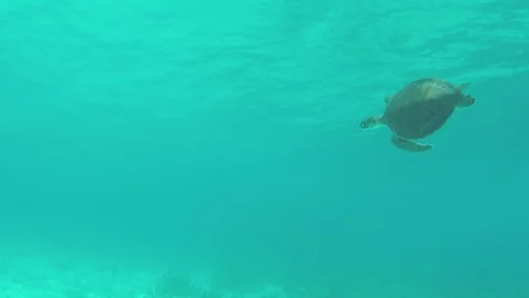 Sea turtle swimming Stock Footage 80222441