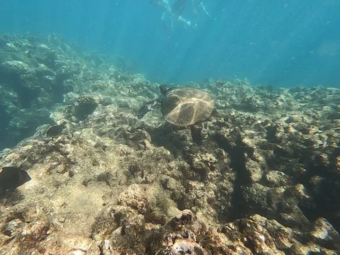 Sea Turtle Swimming Stock Footage 119833563