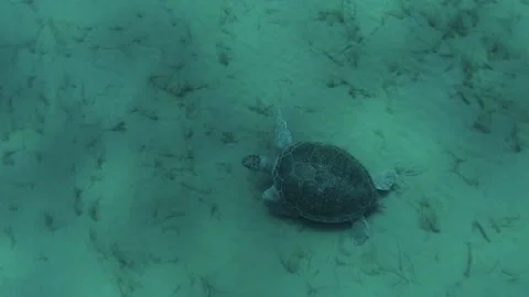 Sea turtle swimming Stock Footage 132449007