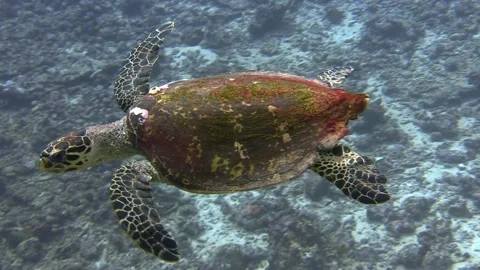 Sea Turtle Swimming Stock Footage 139722959