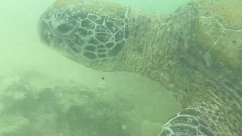 A sea turtle swimming Video stock 178579923