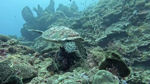 Sea turtle swimming Stock Footage 328596156