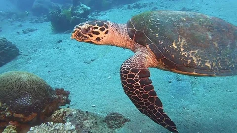 Sea Turtle Swimming Gracefully 動画素材 114643603