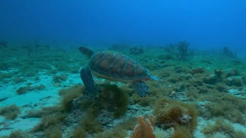 Sea turtle swimming gracefully over a sandy seabed in clear blue tropical ocean Stock Footage 340256010
