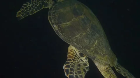 Sea Turtle Swimming Gracefully through Deep Ocean with Outstretched Flippers Stock Footage 311936563