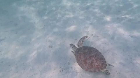 Sea turtle swimming at great depth searching for food on ocean floor Stock Footage 339975769