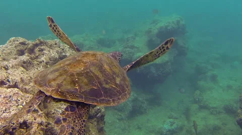 Sea turtle swimming in Kauai Hawaii Stock Footage