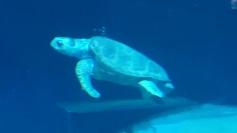 Sea Turtle Swimming Majestically Stock Footage 163383286
