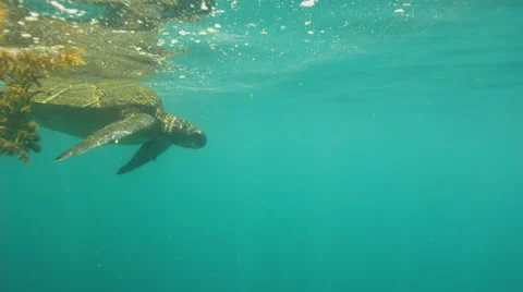 Sea turtle swimming in ocean Video stock 46662811